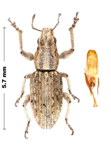 Réf. 350 207 : Charagmus variegatus